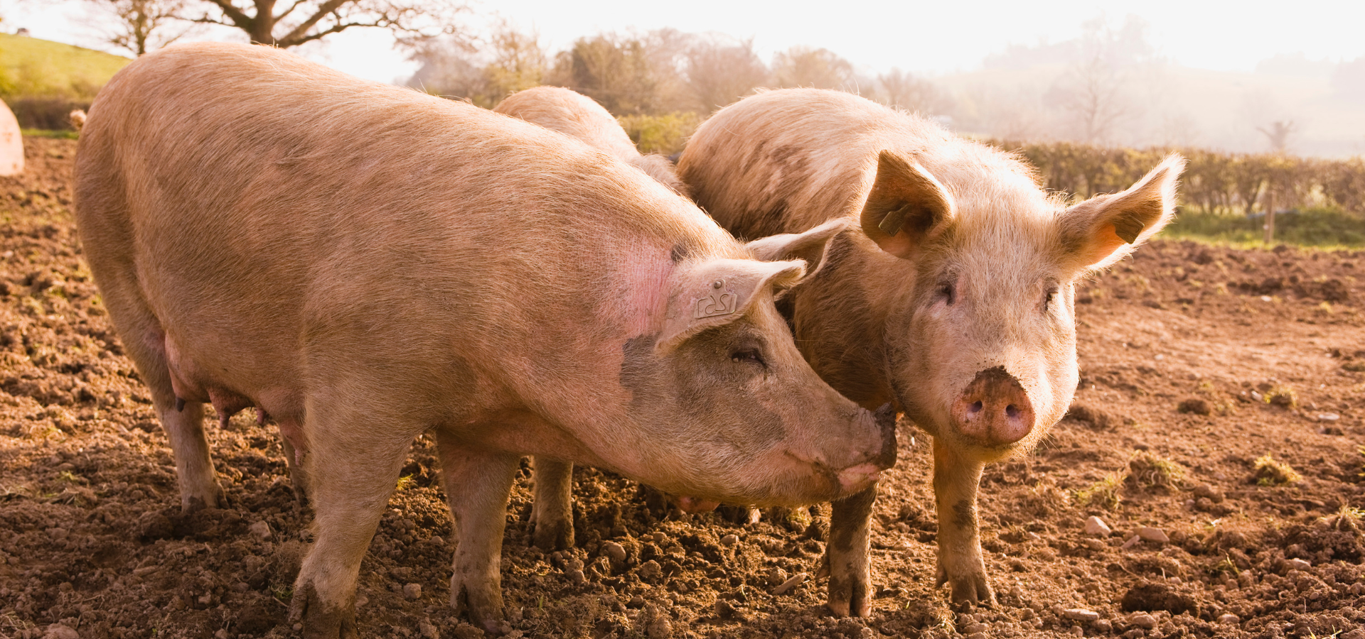 News & Care Advice for Pigs